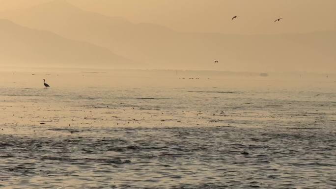 清晨湖面景象鱼儿跳跃 鸭子戏水 鸟儿飞翔