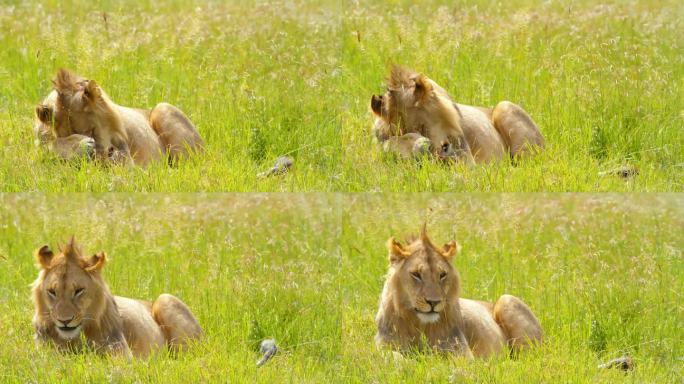 狮子在草地上放松的慢动作镜头。自然保护区的野生动物。阳光明媚的日子里，塞伦盖蒂国家公园里有一只食肉动