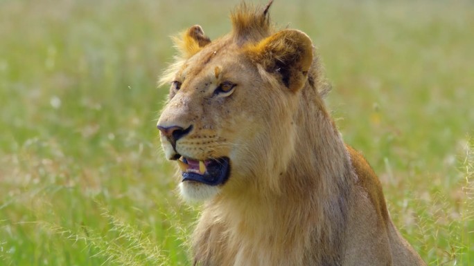 在塞伦盖蒂国家公园，雄伟的狮子在草地上放松，背景是一群斑马