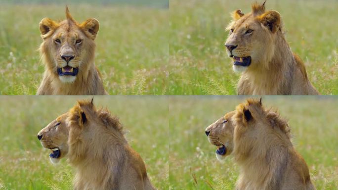 在塞伦盖蒂国家公园，雄伟的狮子在草地上放松，背景是一群斑马