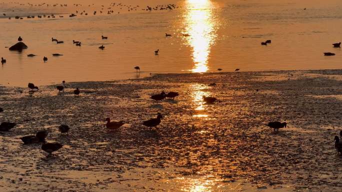 清晨的海面一群鸟儿在海滩觅食和嬉戏