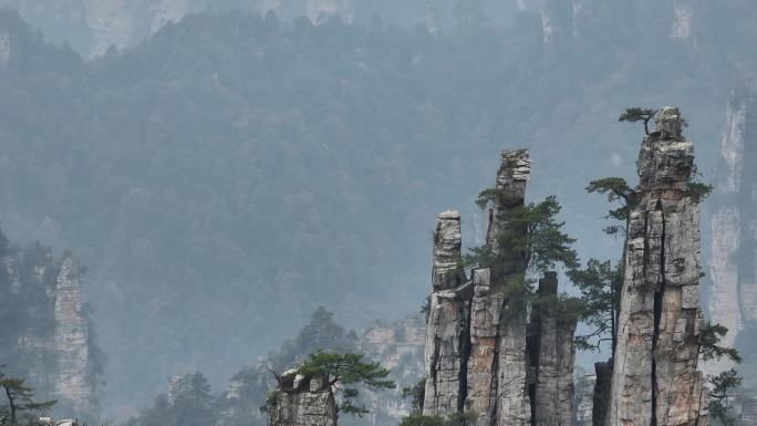 湖南张家界岩石山峰松树国家森林公园原素材