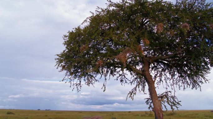 低角度远拍的豹睡在大树上对着多云的天空