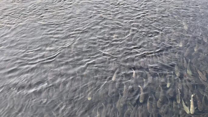 清晨深圳湾海面景象 成千上万的乌头鱼
