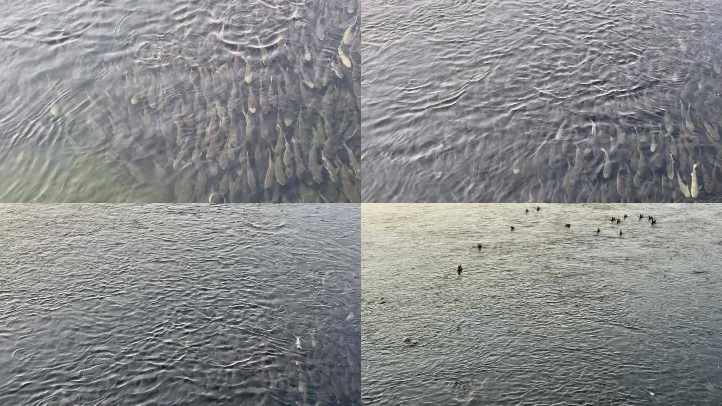 清晨深圳湾海面景象 成千上万的乌头鱼