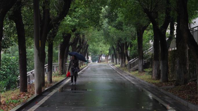 厂区道路林荫道