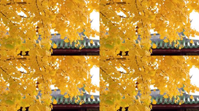 秋天季银杏树叶金黄色屋檐青砖绿瓦
