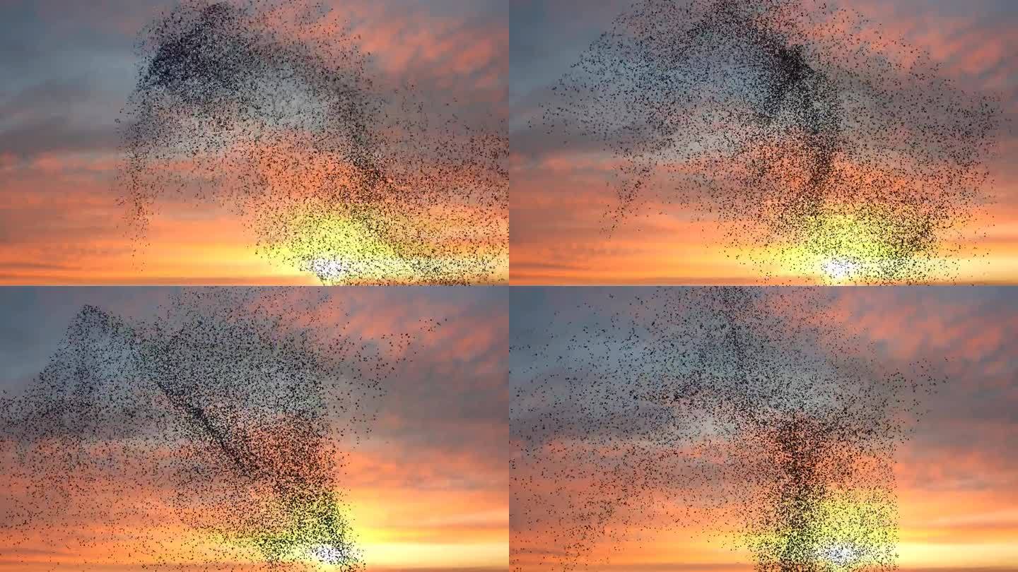 一群鸟群在夕阳的天空中成群结队