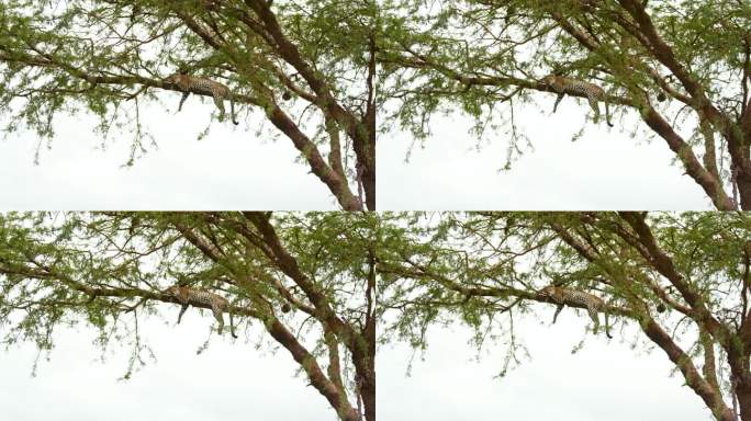 在树枝上休息的豹子的低角度视图。一只野兽躺在树上，背对着天空。国家公园的野生动物。