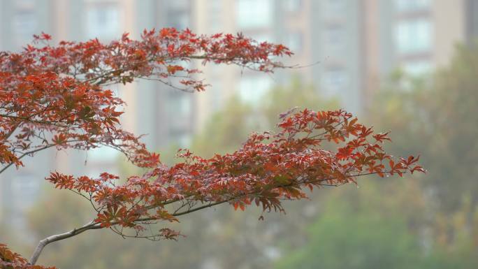 城市公园的红叶在微风下吹动