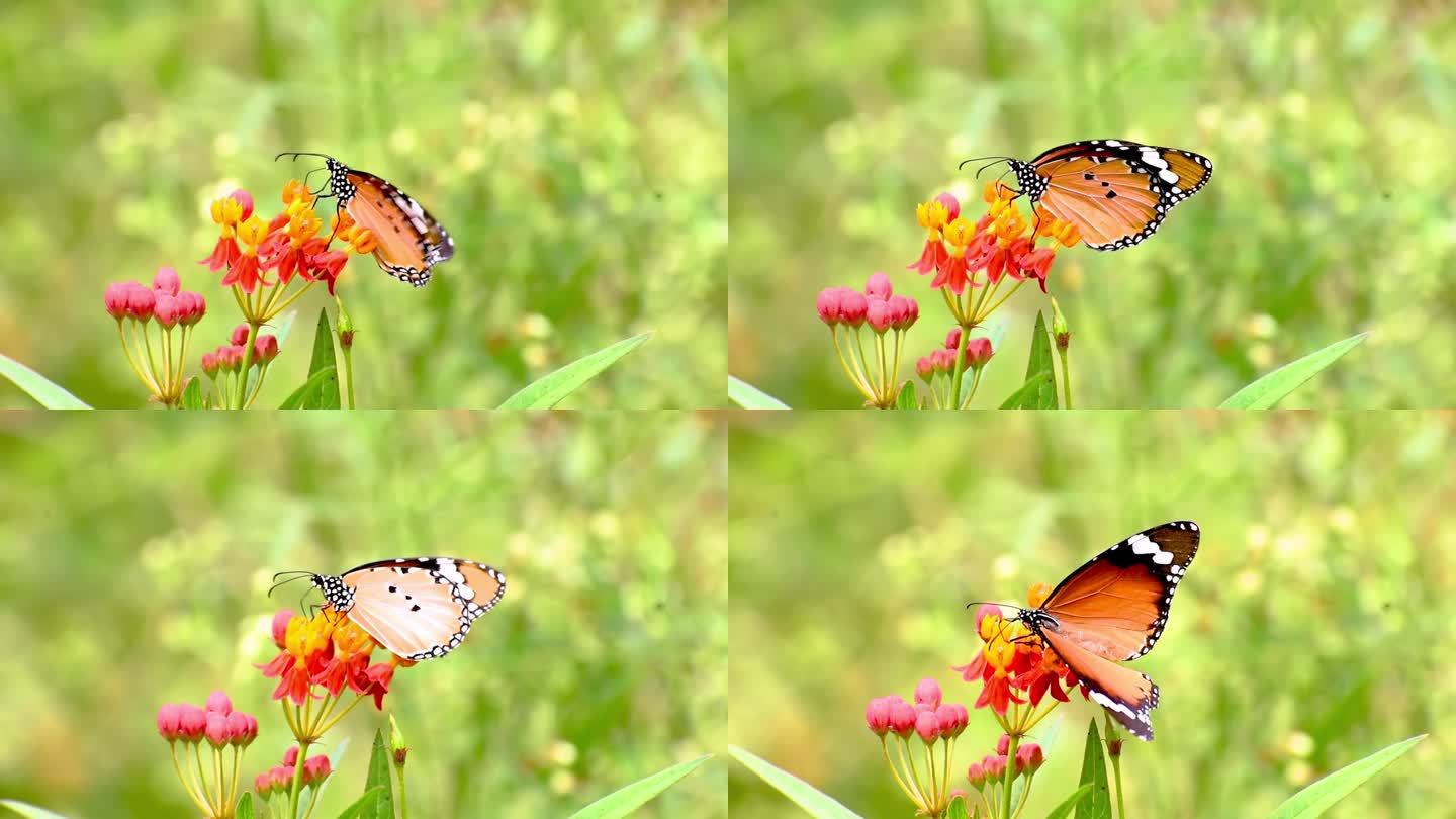 热带外来帝王蝶在红色花朵上觅食，近景特写