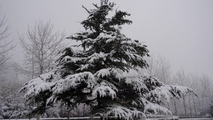 6条4K雪花飘落积雪白雪皑皑素材