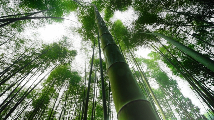 竹林阳光大气丁达尔光影视频素材