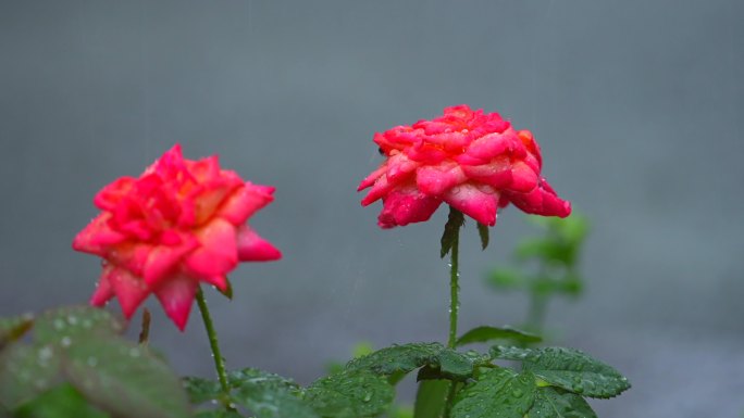 北京国贸暴雨 北京721暴雨下雨花朵