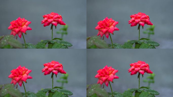 北京国贸暴雨 北京721暴雨下雨花朵