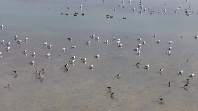 深圳湾红树林候鸟群