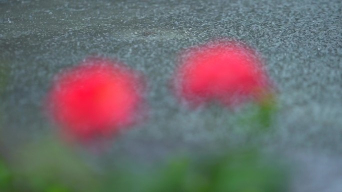 北京国贸暴雨 北京721暴雨 下雨的花