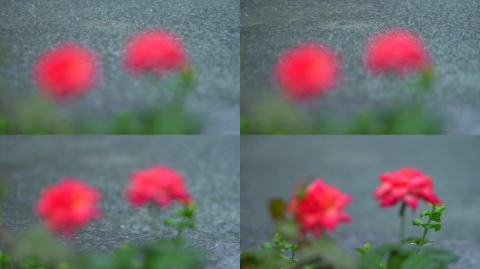 北京国贸暴雨 北京721暴雨 下雨的花