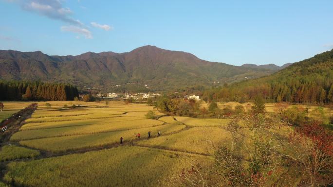 4K黄山黟县塔川徽州古建筑村镇云雾