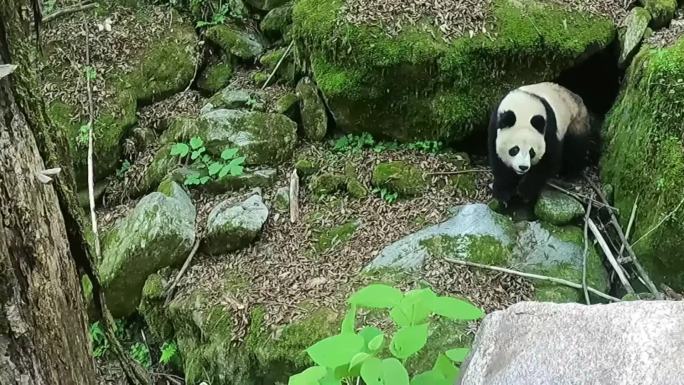 陕西宝鸡黄柏塬林场大箭沟野生大熊猫