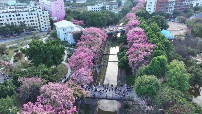 中国广东省广州市从化区华软异木棉