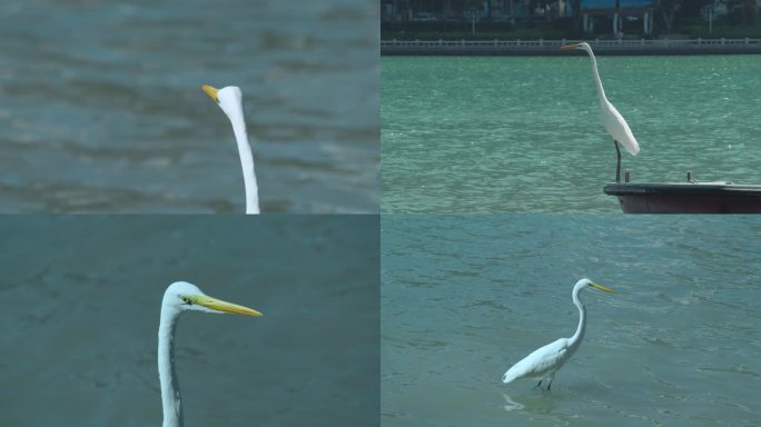 湖边的白鹭特写视频画面