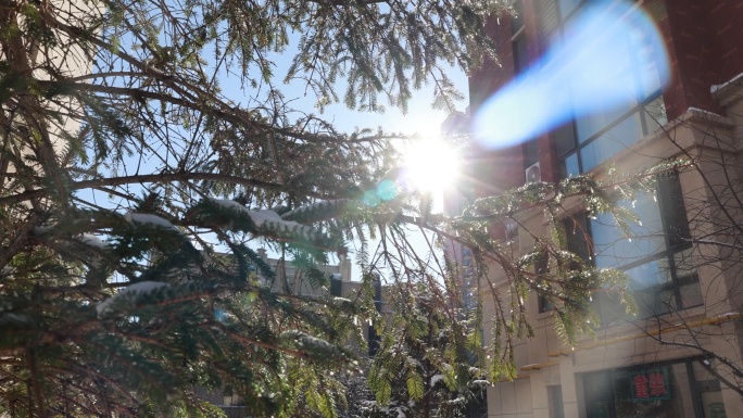 阳光透过树枝光环视频素材