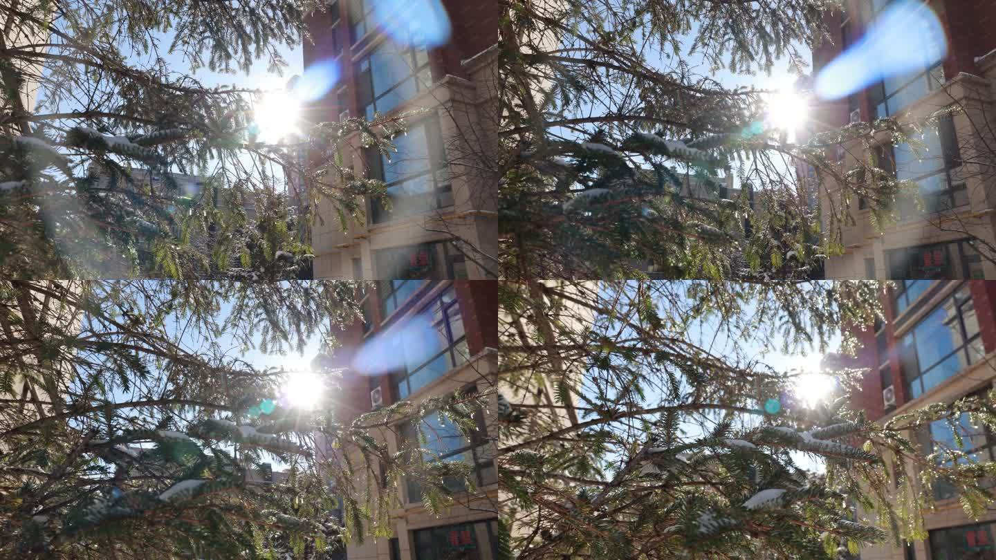阳光透过树枝光环视频素材