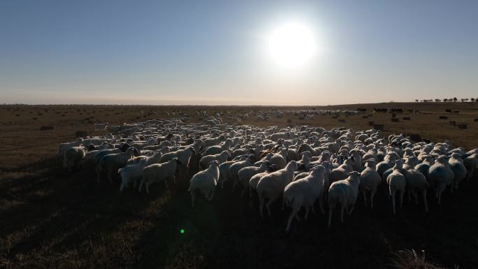 航拍羊群逐日4K