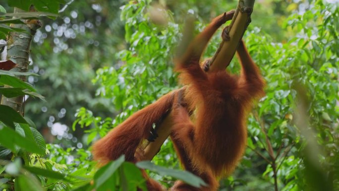 在北苏门答腊岛的森林里，猩猩妈妈正在哺育猩猩宝宝