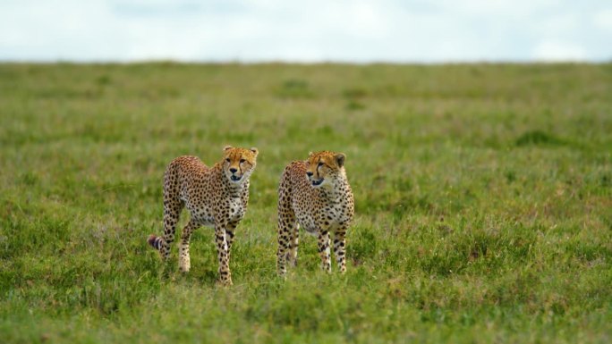 猎豹在田野上行走的慢镜头。野生动物在自然保护区的草地上。塞伦盖蒂国家公园的野生动物。
