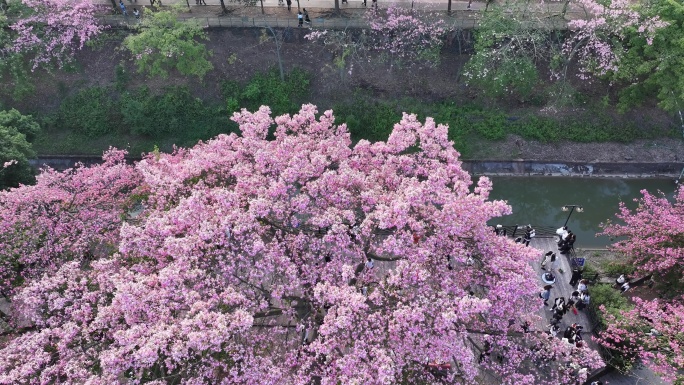 中国广东省广州市从化区华软异木棉