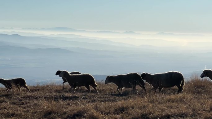一群羊走在高海拔的高山牧场上，背景景色令人叹为观止，慢动作，