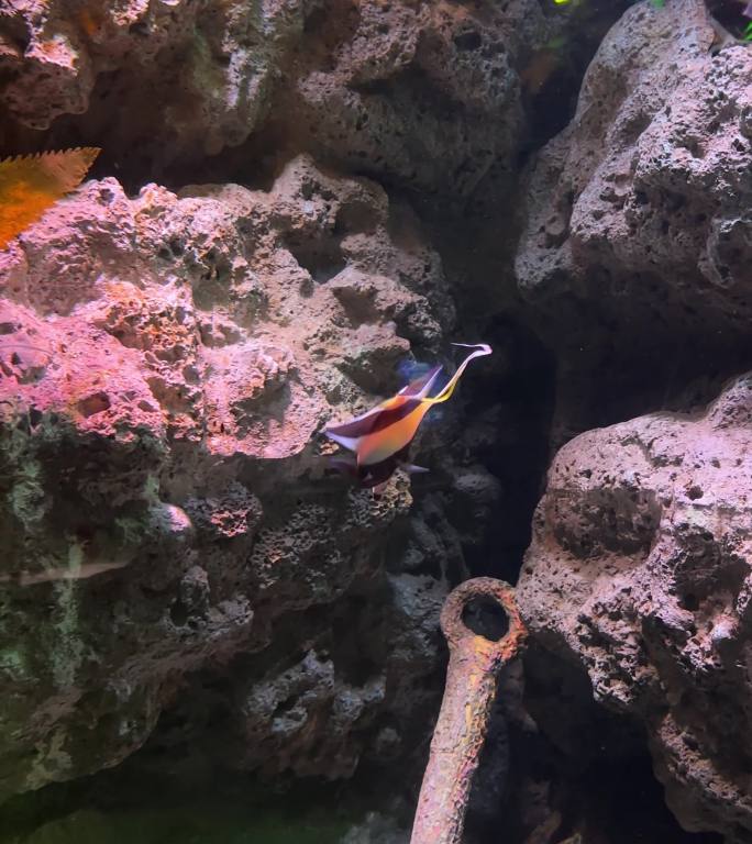 神像鱼海水鱼水族馆