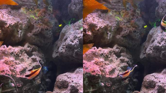 神像鱼海水鱼水族馆