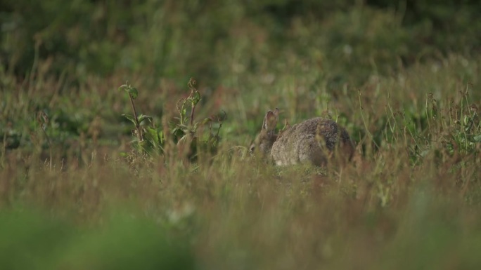 在英国威尔士斯科默岛彭布罗克郡海岸国家公园，可爱的兔子在明亮的草丛中冒险，野生兔子动物坐在日光下的绿