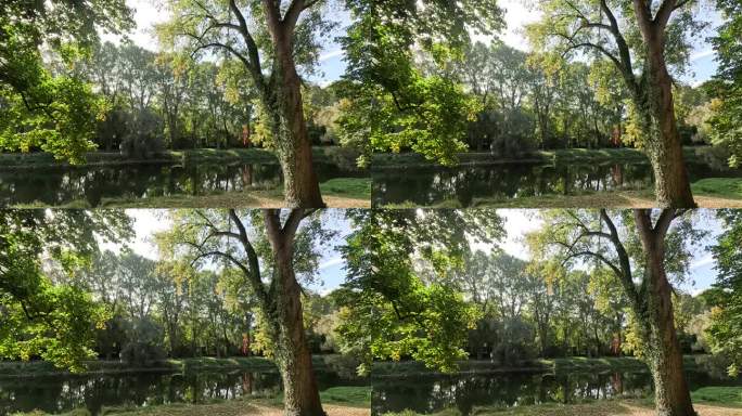 夏末落叶的幼树，4k