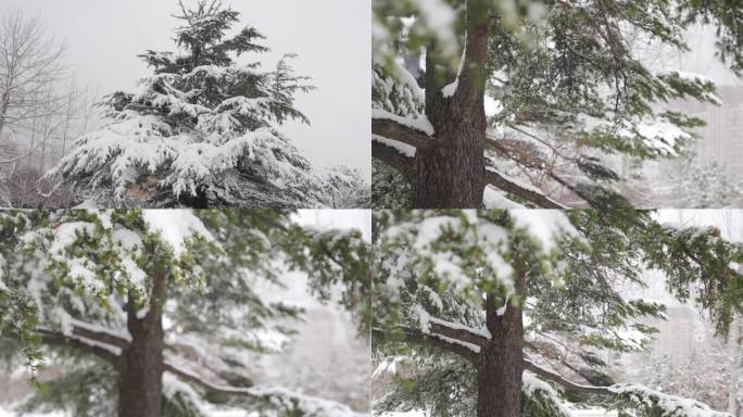 5条4K雪花飘落积雪白雪皑皑素材