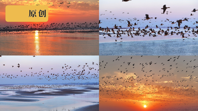 湿地鸟群起飞夕阳大雁
