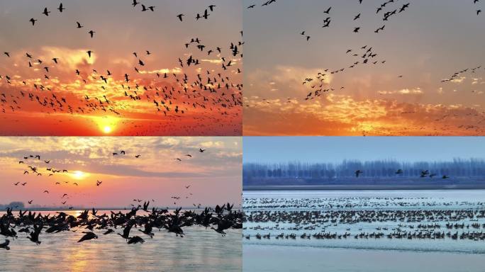 湿地鸟群起飞夕阳大雁