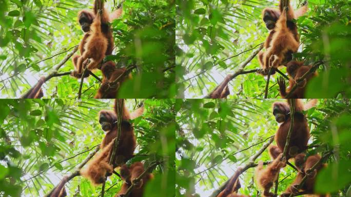 在北苏门答腊岛的丛林里，一群猩猩坐在树上