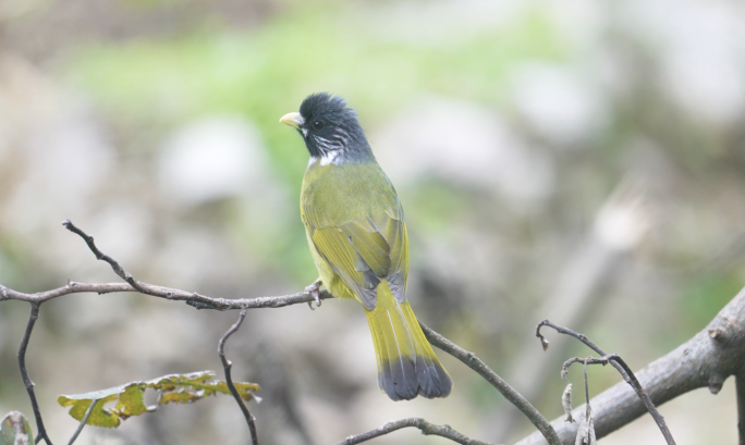 枝头小鸟合集-大自然林中小鸟生态环境保护