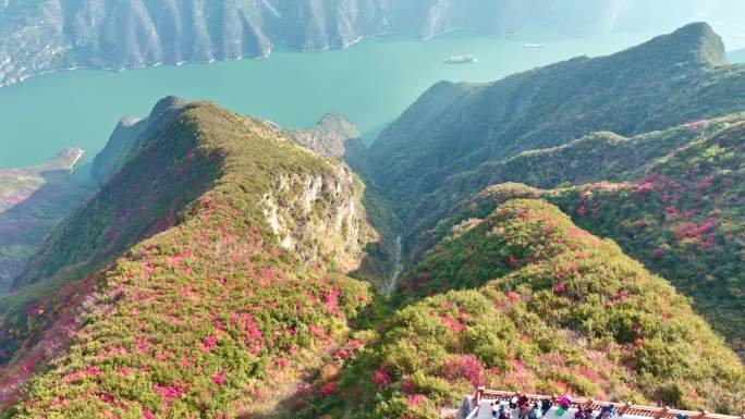 三峡红叶