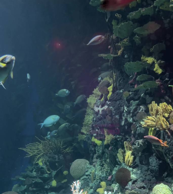 水族馆海底世界珊瑚礁海水鱼