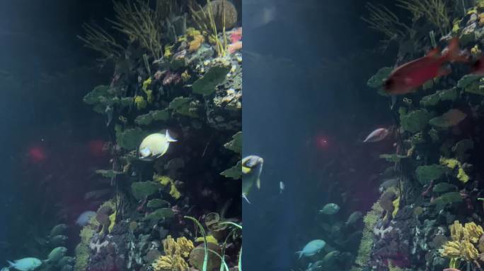 水族馆海底世界珊瑚礁海水鱼