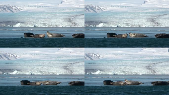 毛皮海豹群落。大西洋沿岸。野生动物。海滩上的动物。