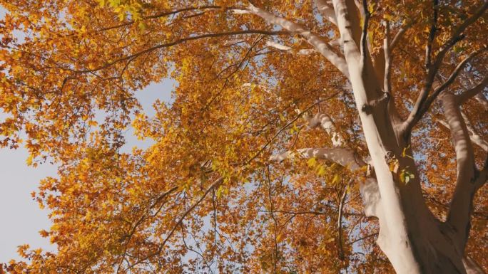 梧桐树在秋天落叶树叶纹理金色之秋美丽秋季