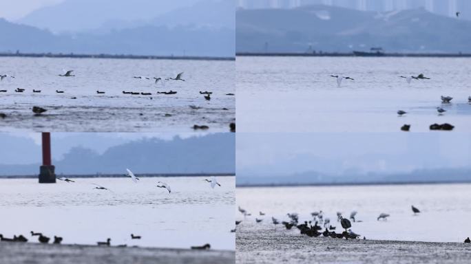 飞行的黑脸琵鹭