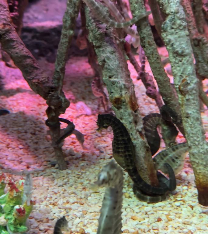 海马海水鱼水族馆