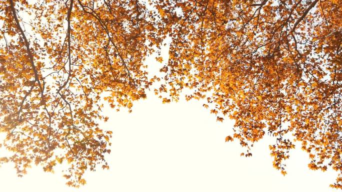 梧桐树在秋天落叶树叶纹理金色之秋美丽秋季